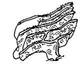 Изображённый на рисунке органоид