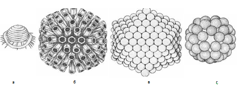 Схематическое изображение расположения капсомеров в капсиде вирусов